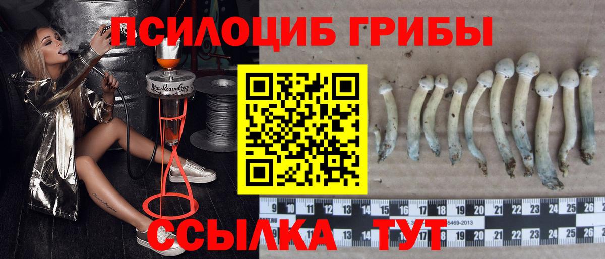 Галлюциногенные грибы Cubensis  Вход с VPN  Новокубанск 